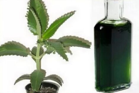 Tintura di Kalanchoe